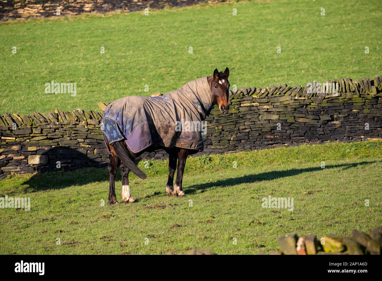 Agriturismo cavallo coperto con una copertura di protezione su una fredda e soleggiata giornata invernale e su inclinarsi terra di pascolo a secco muro di pietra campo recintato Foto Stock