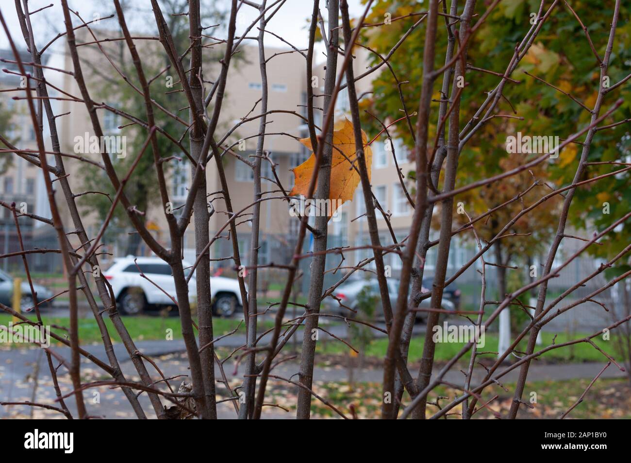 Paesaggio urbano in autunno con le automobili e yellow leaf nei rami della boccola Foto Stock