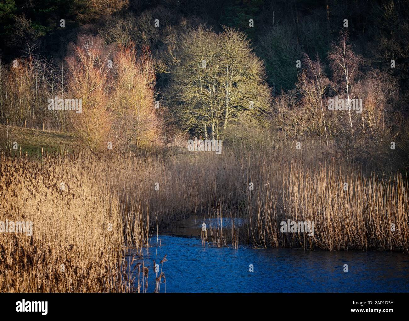 Alberi e canne round Clockburn lago nella Derwent a piedi Country Park vicino Rowlands Gill a Tyne and Wear Foto Stock