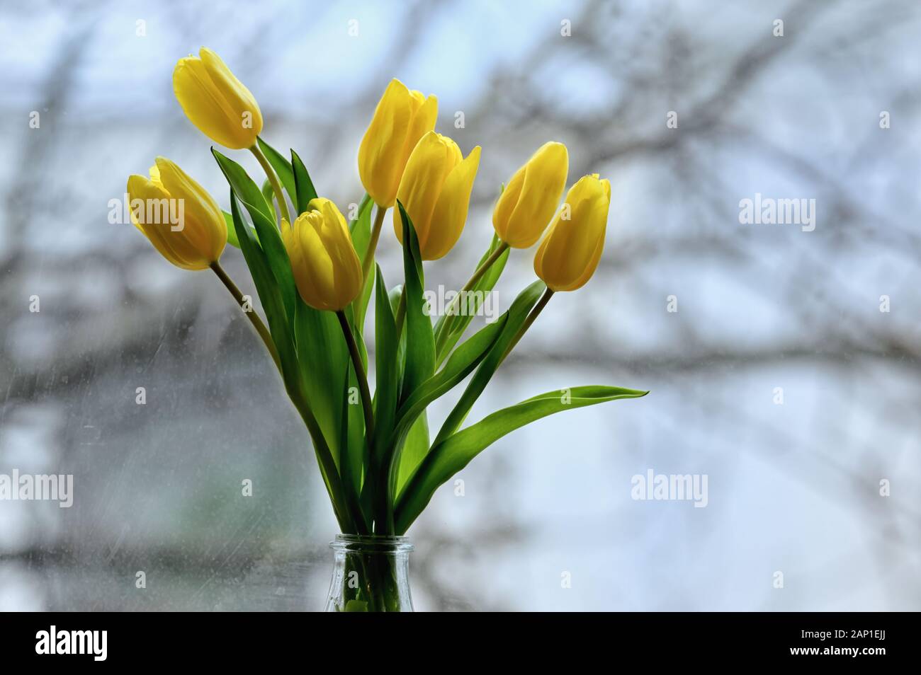 Bouquet di Tulipano giallo dei fiori in un vaso in corrispondenza della finestra Foto Stock