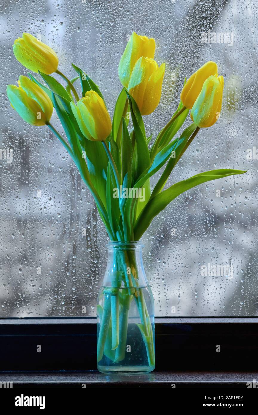 Bouquet di Tulipano giallo dei fiori in un vaso in corrispondenza della finestra Foto Stock