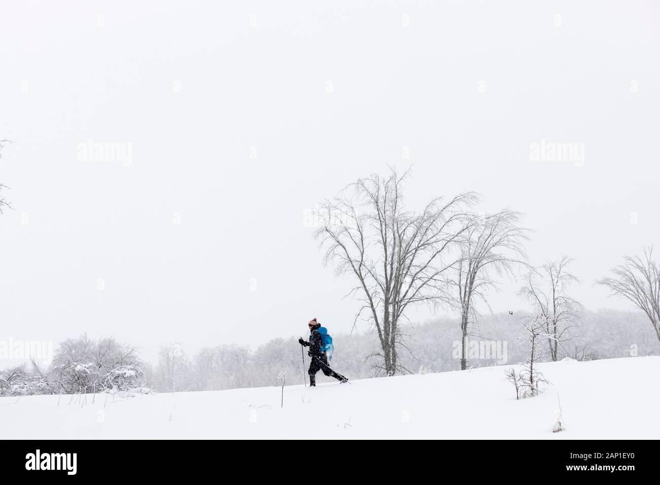 Una signora gli sci di fondo attraverso un campo durante una tempesta di neve nel grazioso fiume Vally Parco Provinciale, le Blue Mountains, Ontario, Canada. Foto Stock