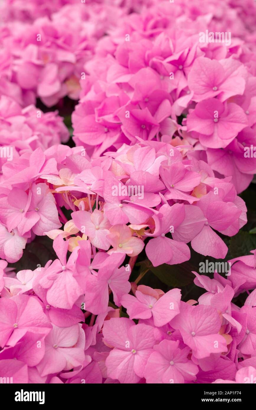 Mazzetto di vivaci fioriture di rosa fiori di ortensie. Red hydrangea fiori in un parco della città. Close-up di un Infiorescenza sferica di rosso ortensie in Foto Stock