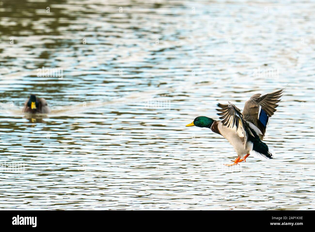 Maschio volanti Mallard duck (Anas platyrhynchos) preparando per sbarcare su acqua Foto Stock