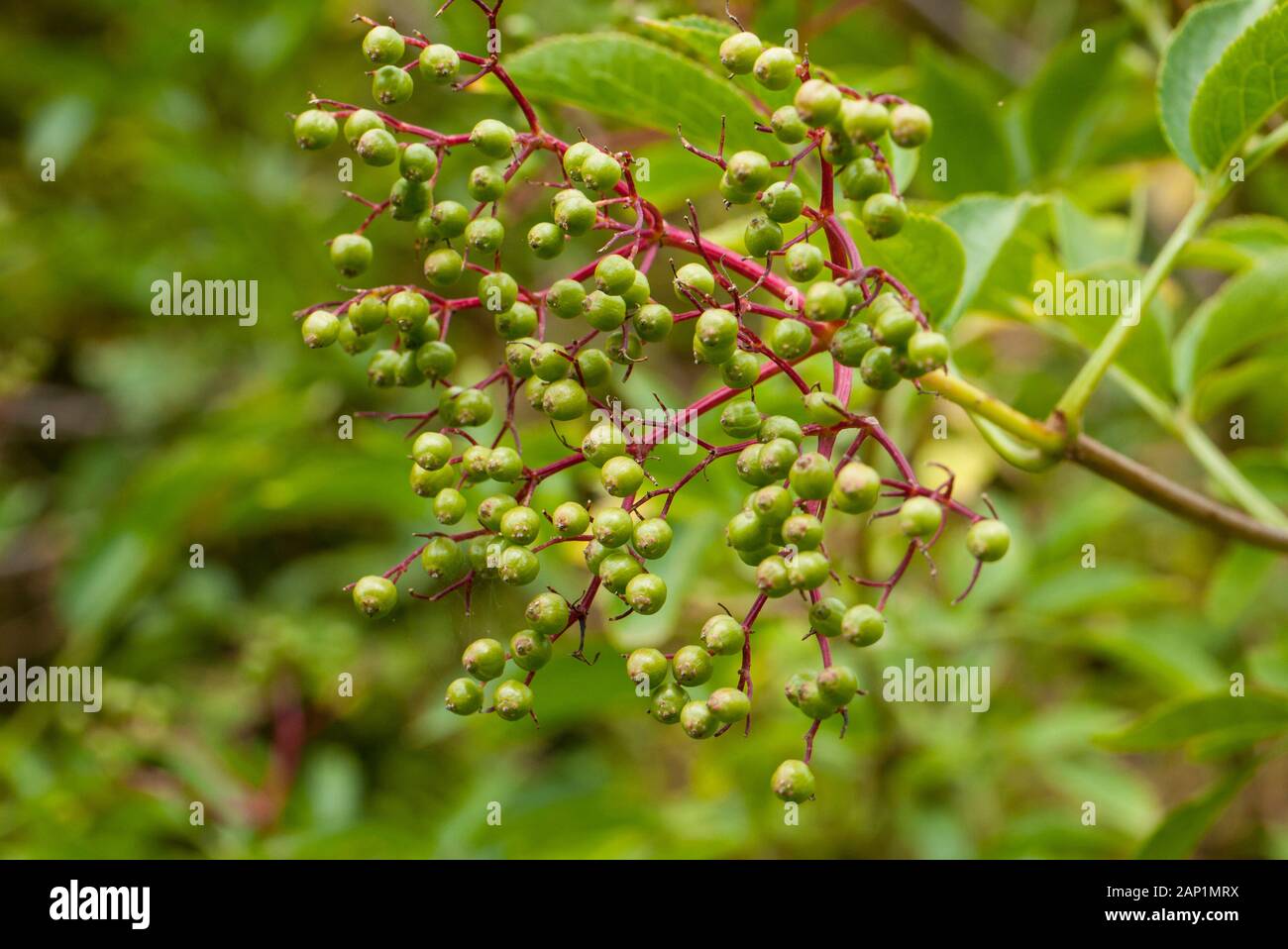 Unripe Elderberry (Sambucus nigra) Regno Unito. Foto Stock