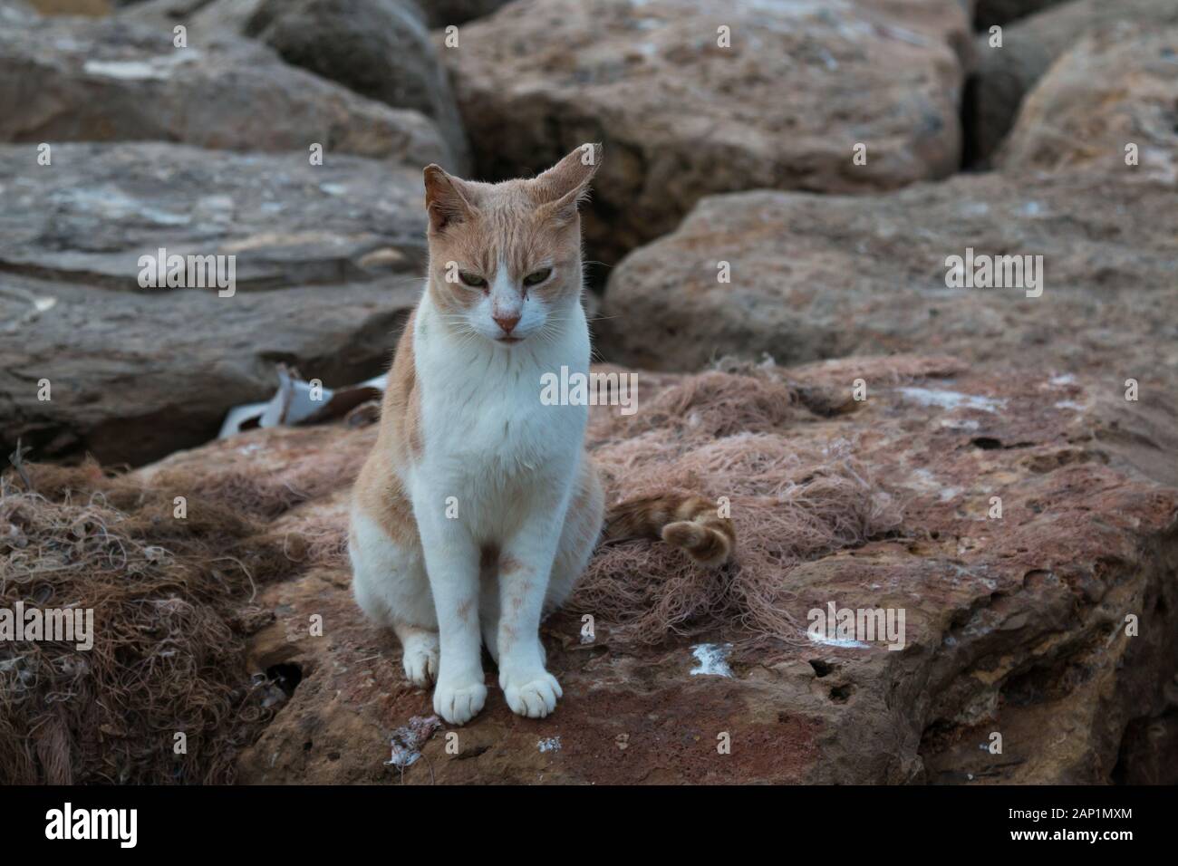Giovani bianco gatto con macchie di colore arancione, seduto su una roccia in un porto, sleepy al mattino. Essaouira, Marocco. Foto Stock