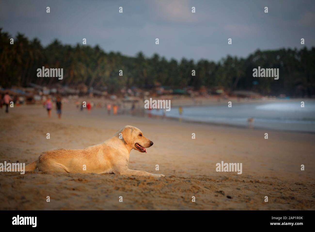 Golden Beach Dog su Palolem beach Foto Stock