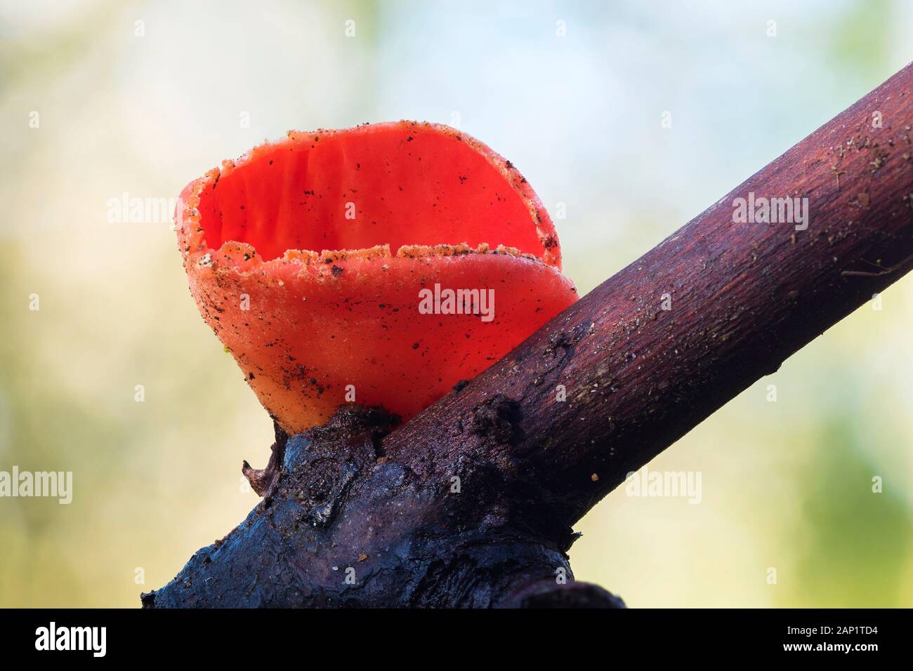 Scarlet elf cup fungo (Sarcoscypha coccinea) che cresce su un ramoscello d'inverno. Tipperary, Irlanda Foto Stock