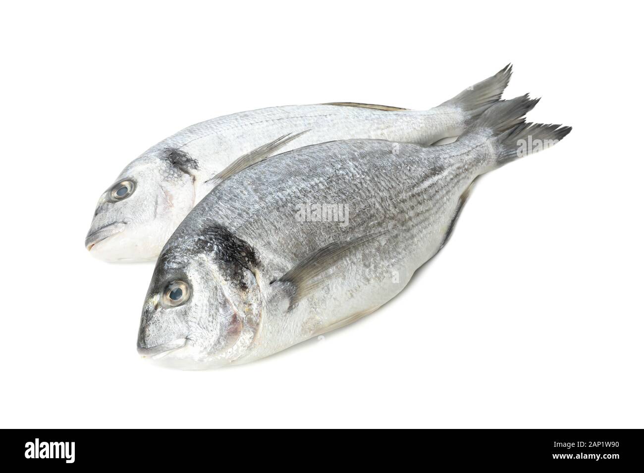 Fresh Dorado pesci isolati su sfondo bianco Foto Stock