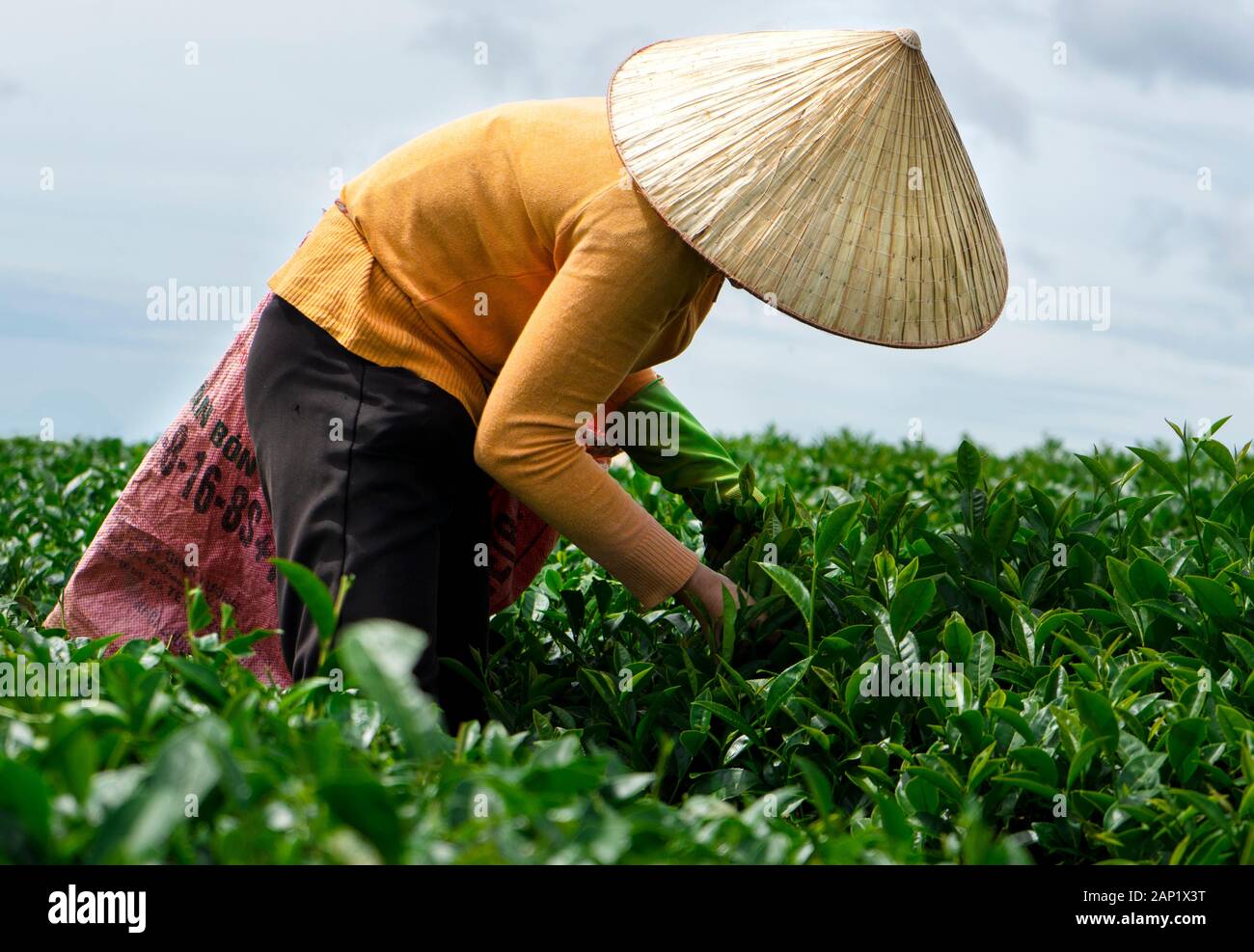 Lavoratore in costume da lavoro, cappello conico raccogliendo tè a Cau Dat tea collina (Cau Dat fattoria) a Dalat, Vietnam Foto Stock