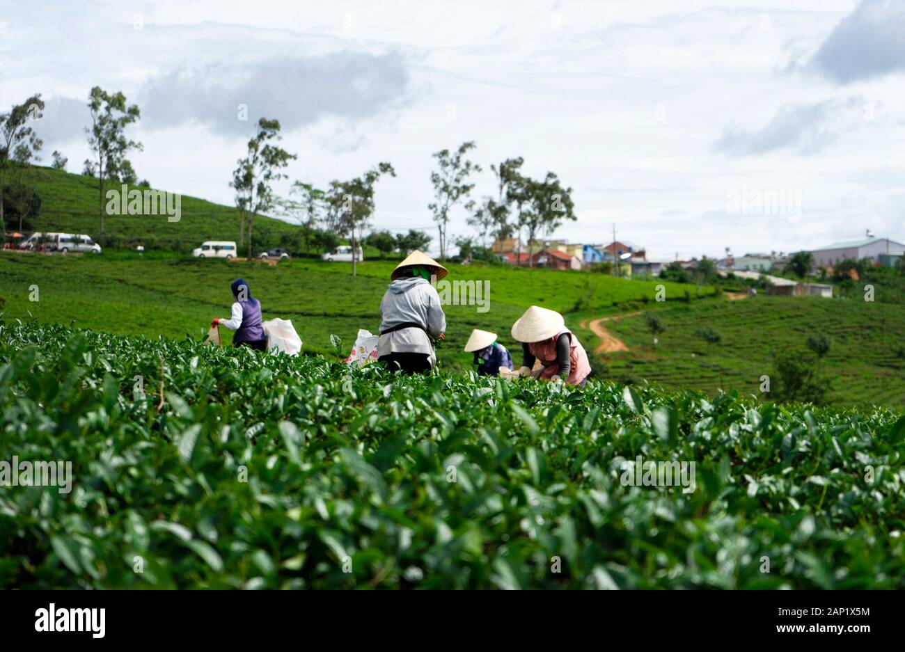 Lavoratori in costume da lavoro, cappello conico raccogliendo tè a Cau Dat tea collina (Cau Dat fattoria) a Dalat, Vietnam Foto Stock