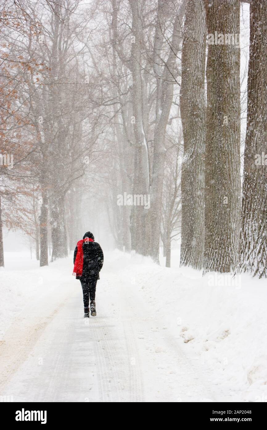 Misere lone congelamento donna camminare durante una tempesta di neve Foto Stock