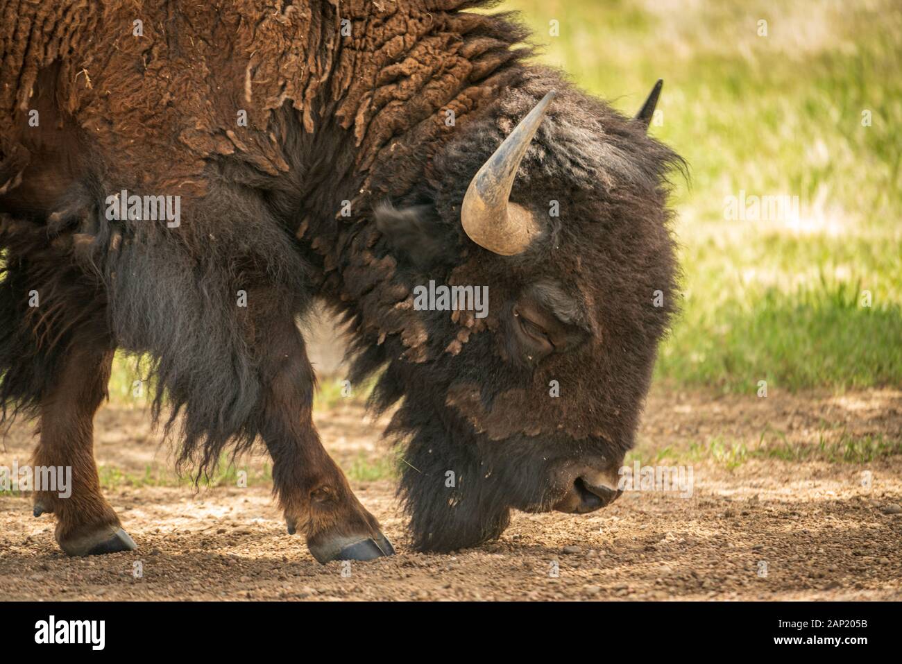 Allevamento di bufali al Rocky Mountain Arsenal National Wildlife Refuge, Colorado. (Nome scientifico: Bison bison) Foto Stock