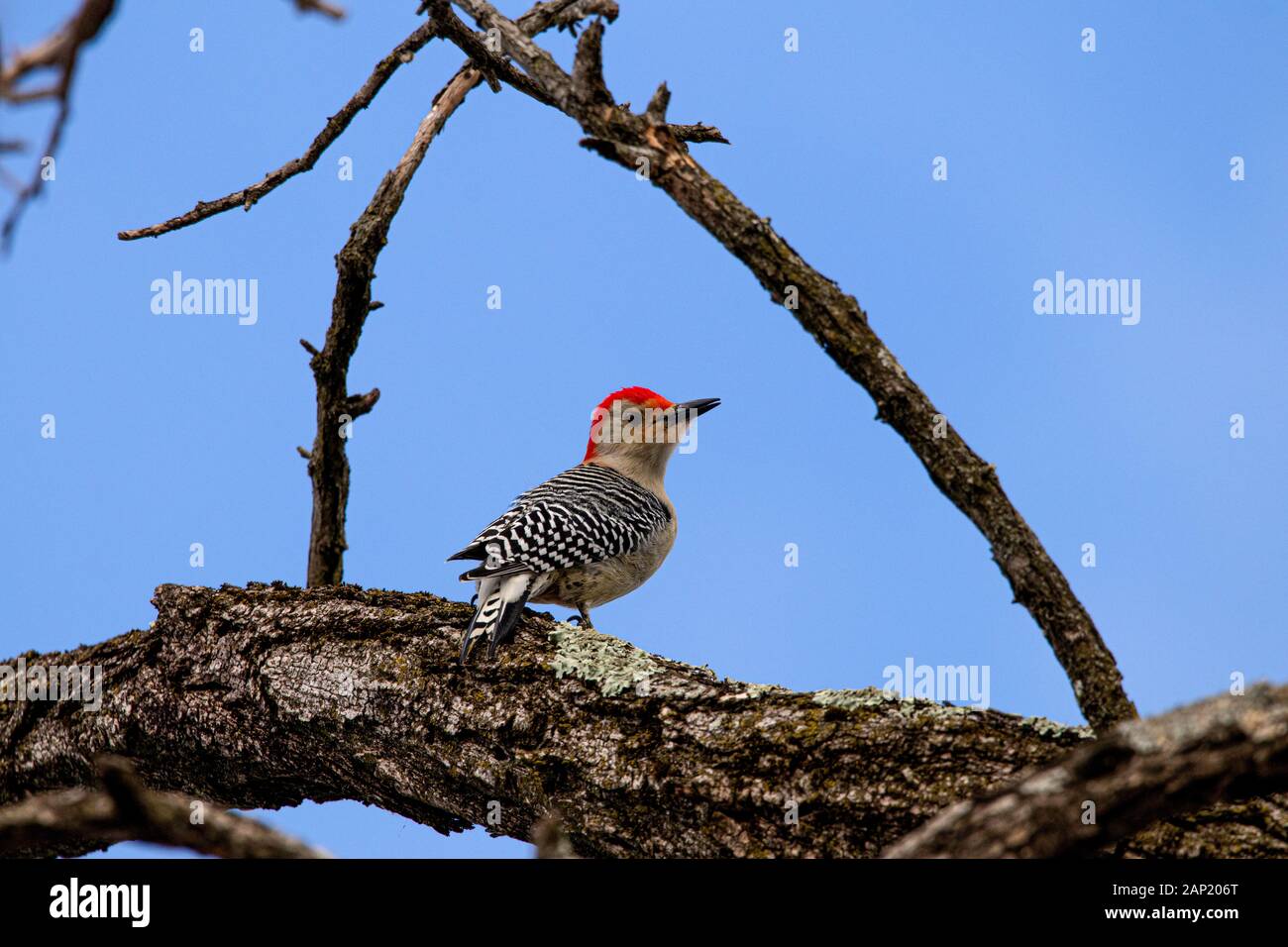 Rosso Picchio panciuto Foto Stock
