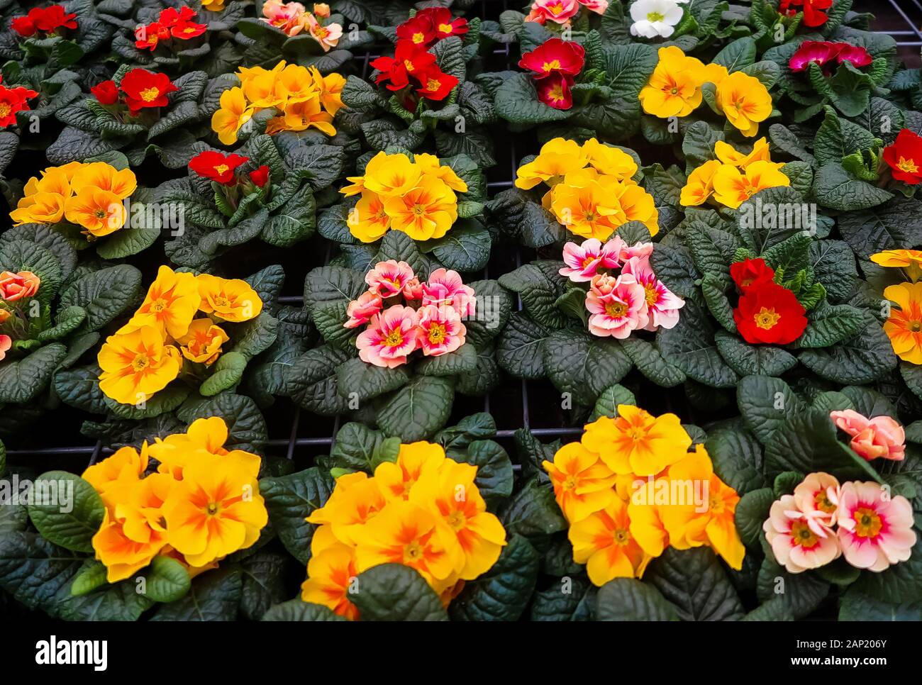 Full frame close up top view su molti giallo rosso primula acaulis fiori in vasi di fiori in tedesco Centro giardino Foto Stock