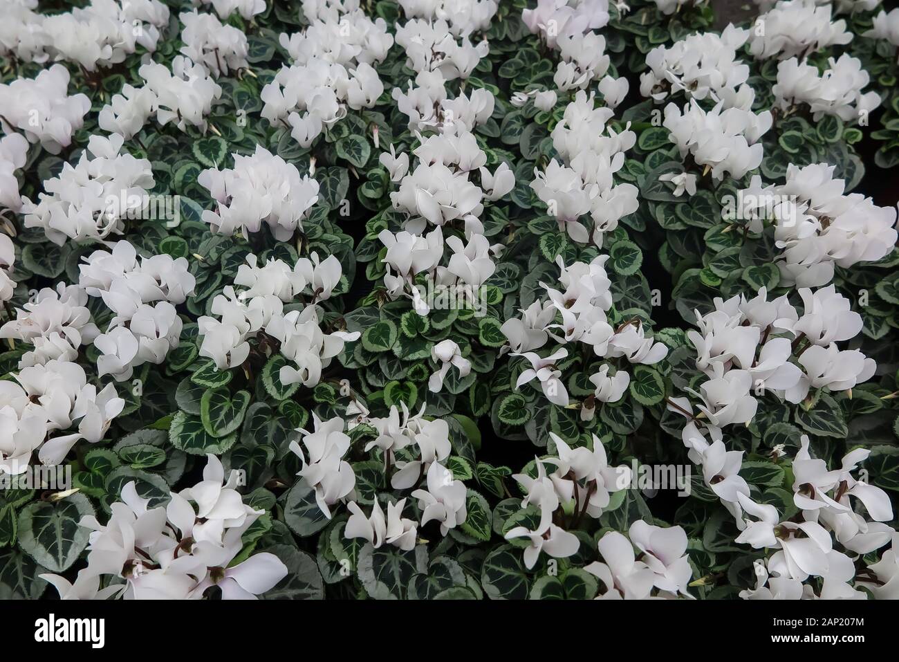 Full frame close up top view su numerosi white ciclamino fiori con foglie di colore verde in vasi di fiori in tedesco Centro giardino Foto Stock