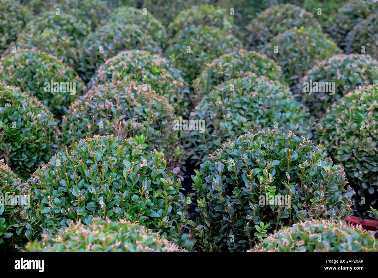 Full frame fino in prossimità del gruppo verde buxus globs in vasi di fiori in tedesco Centro giardino Foto Stock