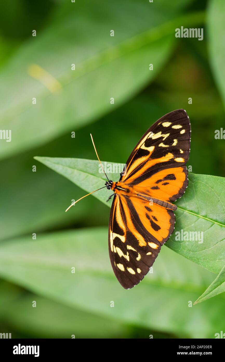 Harmonia tigre - Tithorea harmonia, bella brushfoot colorate butterfly dal Centro e Sud America prati, Ecuador. Foto Stock