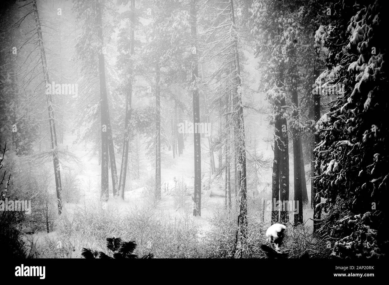 Bellissima foresta coperta di neve nebbiosa che offre un'aria di mistero ai boschi Foto Stock