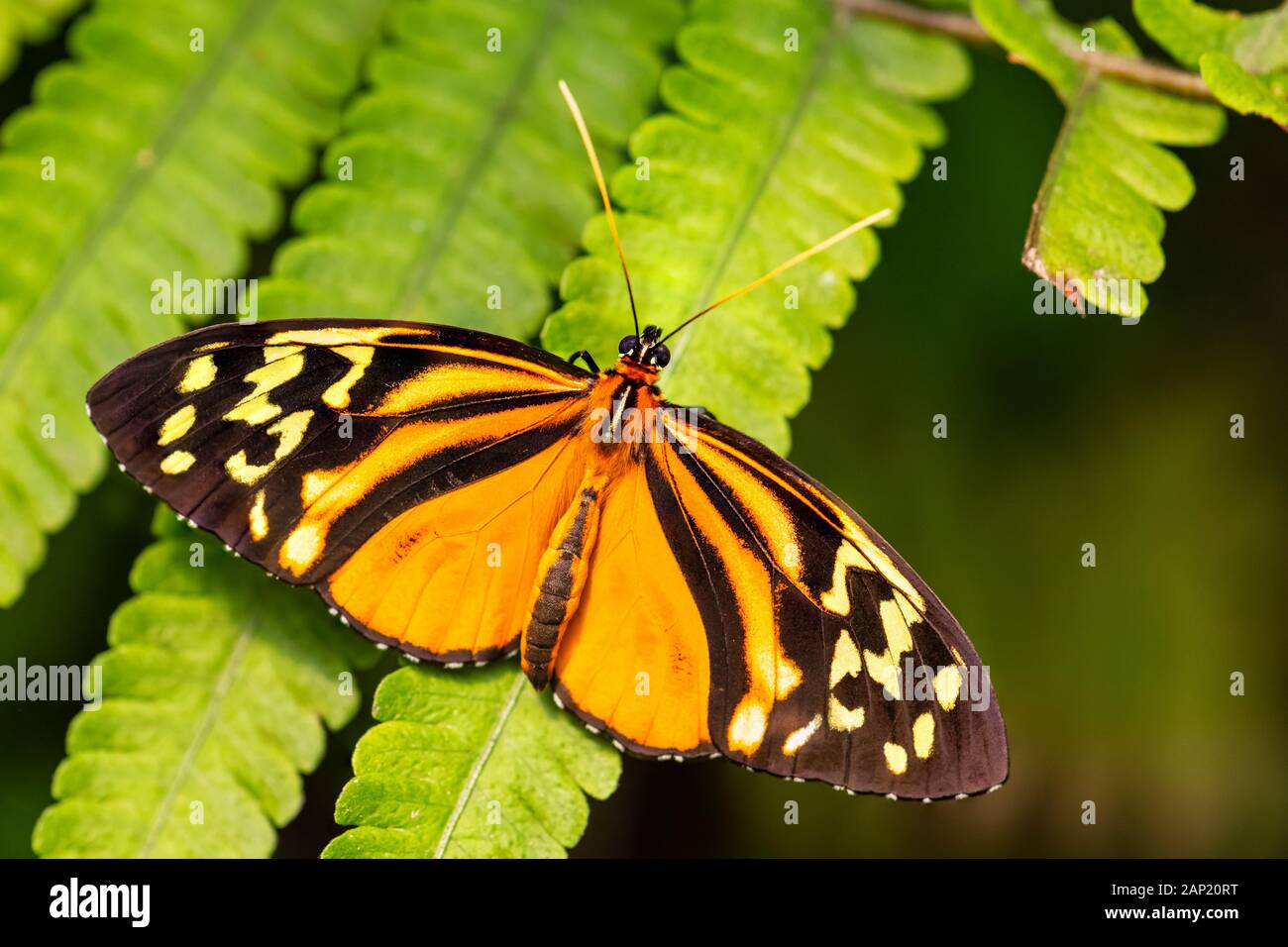 Harmonia tigre - Tithorea harmonia, bella brushfoot colorate butterfly dal Centro e Sud America prati, Ecuador. Foto Stock