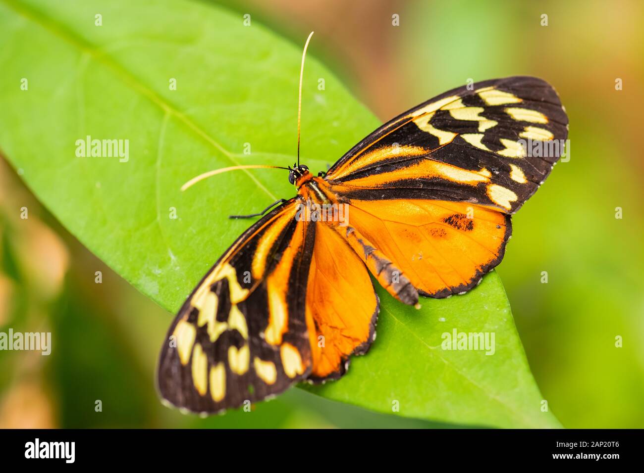 Harmonia tigre - Tithorea harmonia, bella brushfoot colorate butterfly dal Centro e Sud America prati, Ecuador. Foto Stock