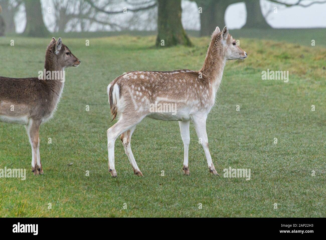 Cervo Doe (Dama dama) Foto Stock