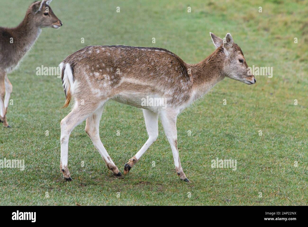 Cervo Doe (Dama dama) Foto Stock