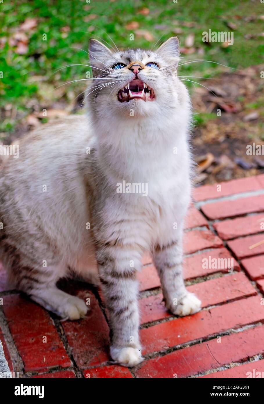 Una con i capelli lunghi silver tabby cat siede su un passo di mattone, guardando verso l'alto e meowing, Gennaio 13, 2020, in Coden, Alabama. Foto Stock