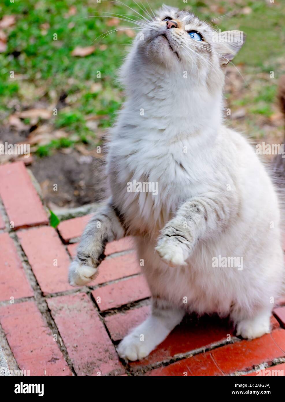 Una con i capelli lunghi silver tabby cat siede su un passo di mattone, guardando verso l'alto e mendicando, Gennaio 13, 2020, in Coden, Alabama. Foto Stock