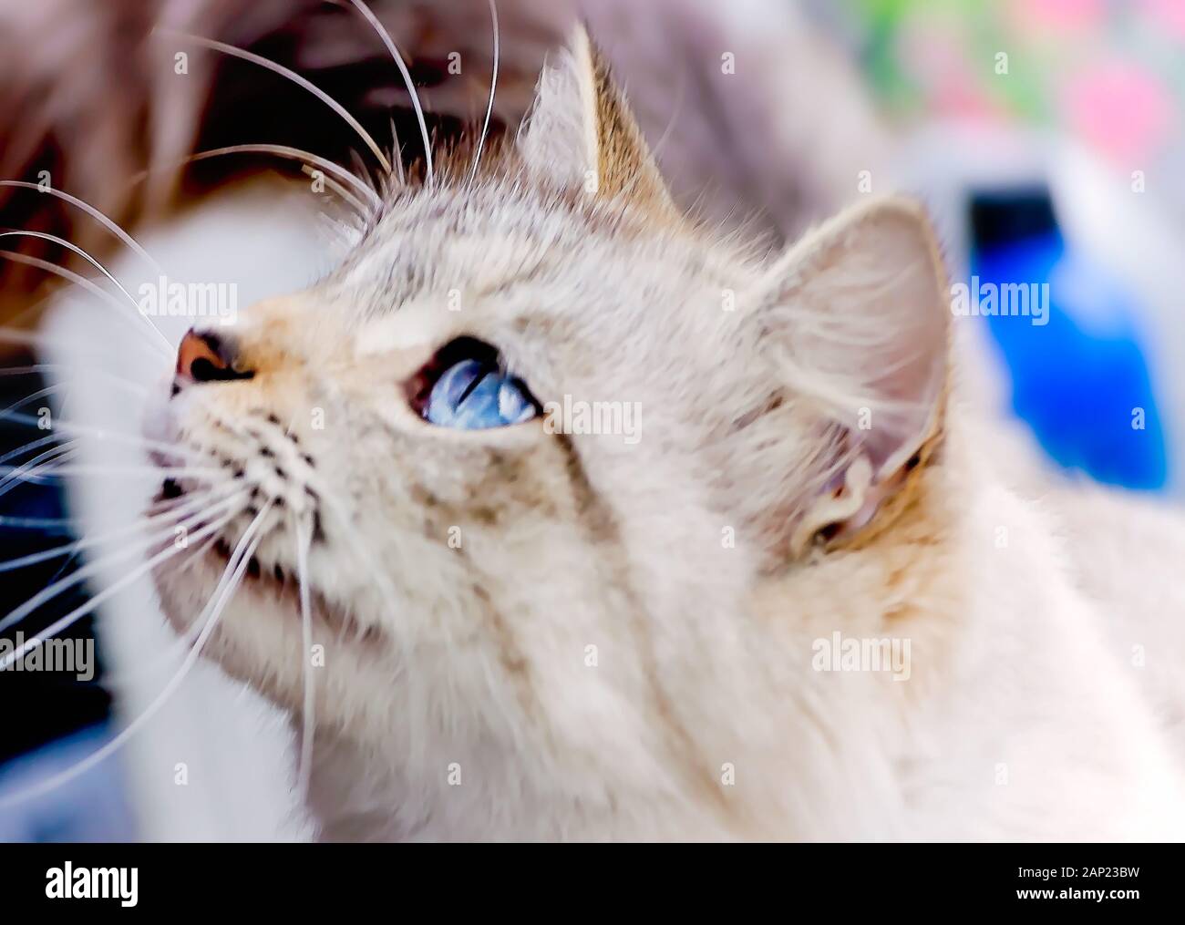 Una con i capelli lunghi silver tabby cat guarda al suo proprietario, Gennaio 13, 2020, in Coden, Alabama. Foto Stock