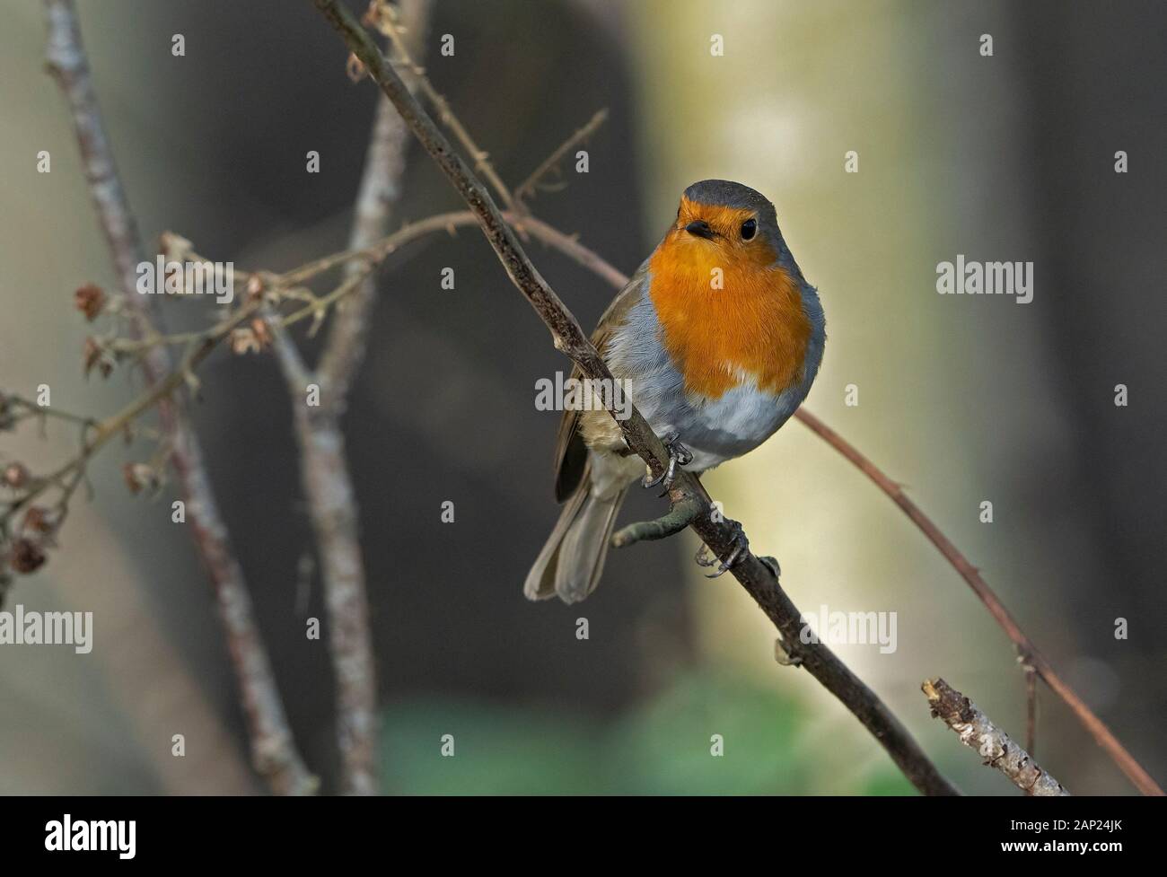 Robin-Erithacus rubecula. Inverno Foto Stock