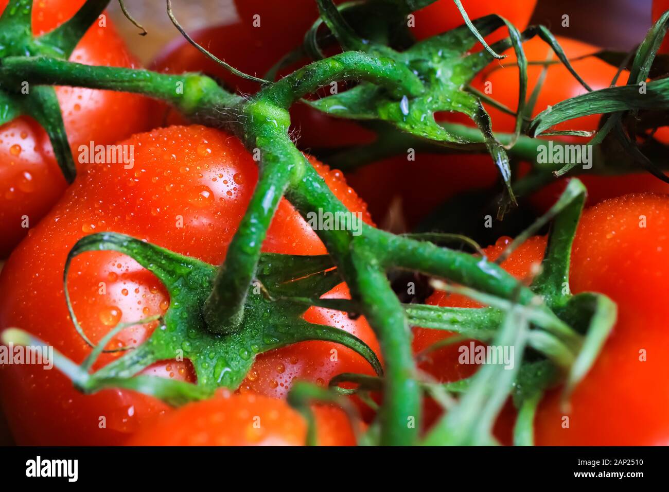 Makro primo piano di pomodori rossi freschi bagnati con capriate verdi e foglie Foto Stock