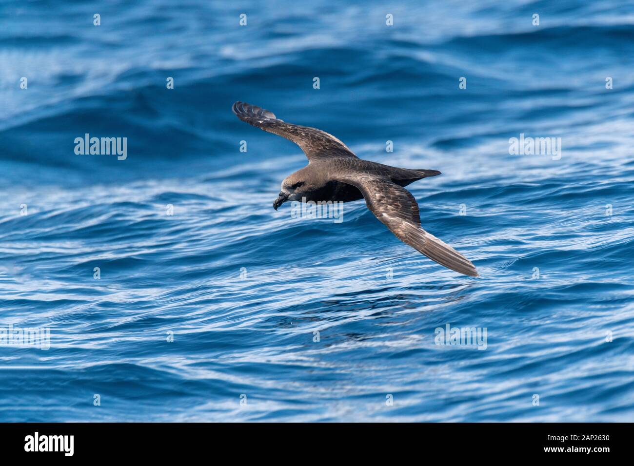 Grigio-di fronte Petrel Pterodroma gouldi est di Sydney, Nuovo Galles del Sud, Australia 15 novembre 2019 adulto in volo. Procellariidae Foto Stock