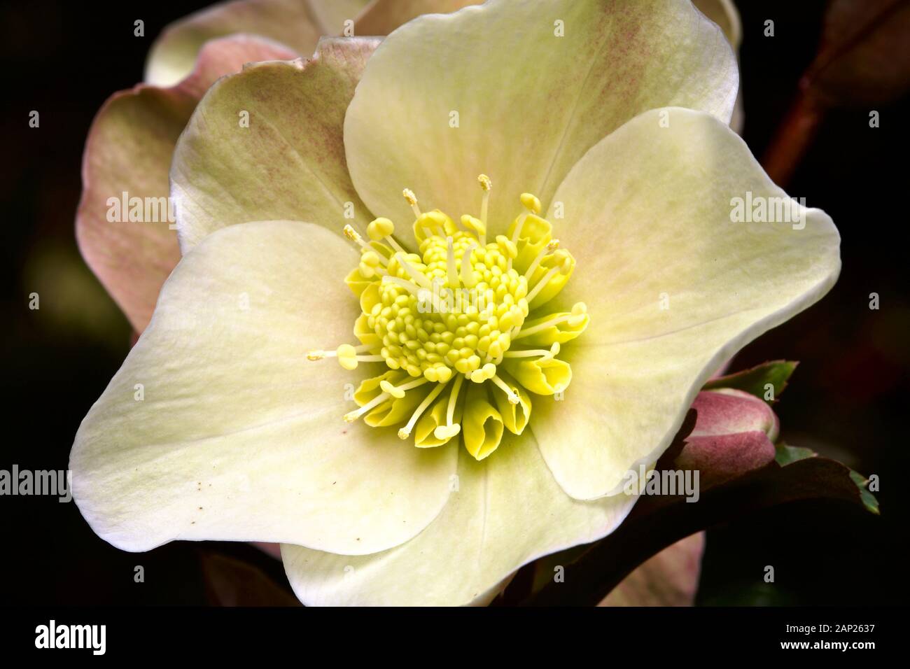 Helleborus "Neve Alla Cannella" Foto Stock