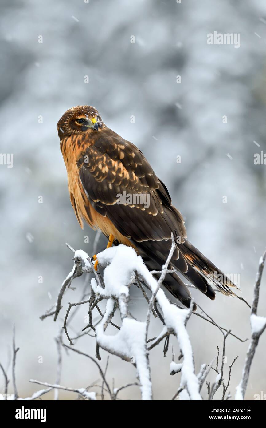 Un'immagine verticale di un northern harrier hawk "Circus cyaneus', guardando indietro dal suo pesce persico su una coperta di neve il ramo nelle zone rurali di Alberta in Canada. Foto Stock
