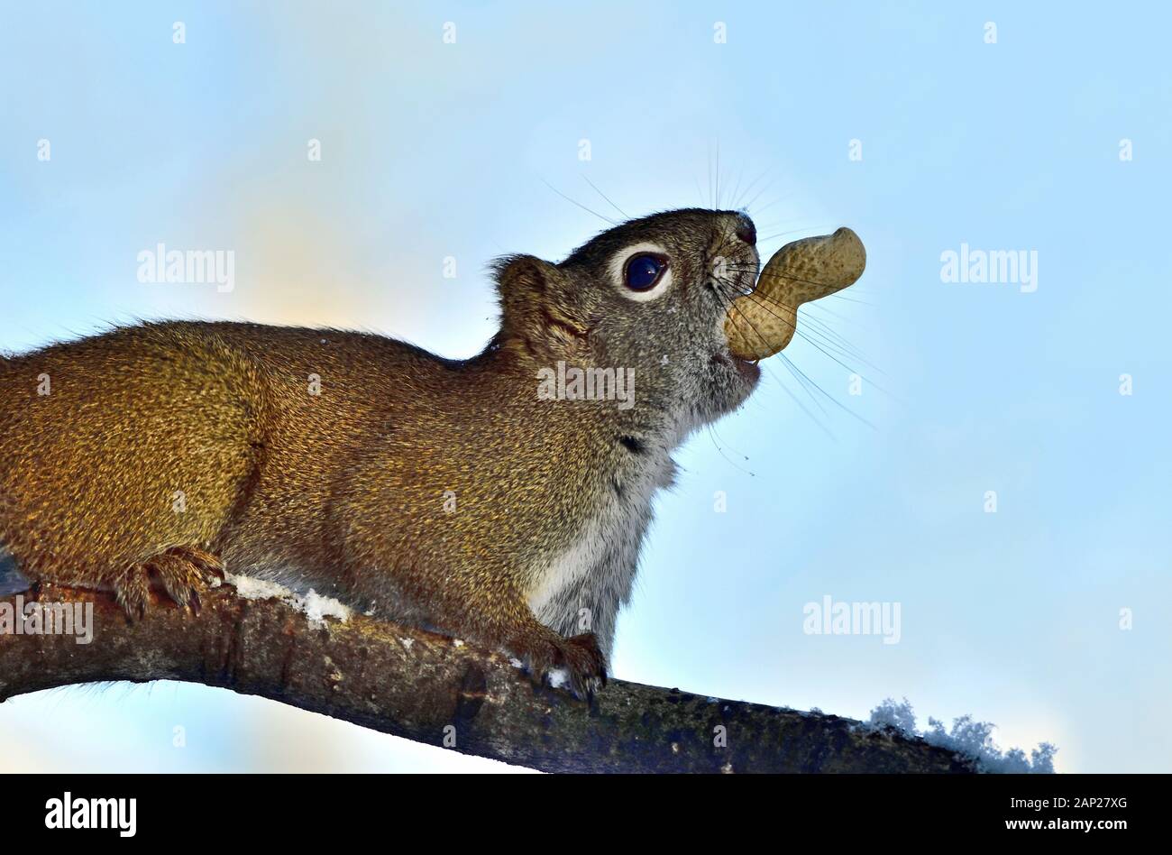 Uno scoiattolo rosso selvaggio 'Tamiasciurus hudsonicus' che tiene una arachidi dentro la sua bocca mentre viaggia su un ramo di albero Foto Stock