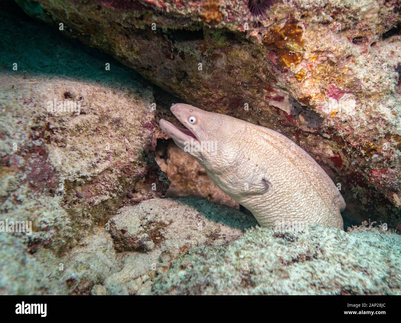 White-Eyed murene Foto Stock