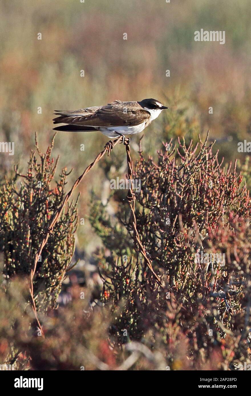 Nastrare Martin (Neophedina cincta cincta) adulto arroccato su di rusty il filo spinato Western Cape, Sud Africa Novembre Foto Stock