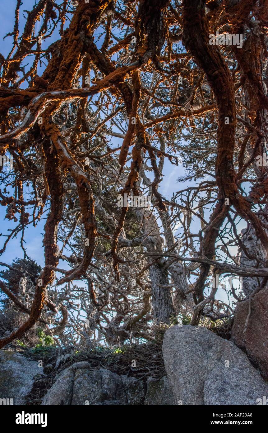 Alghe colorate che crescono sugli alberi presso la riserva naturale statale di Point Lobos, California Foto Stock