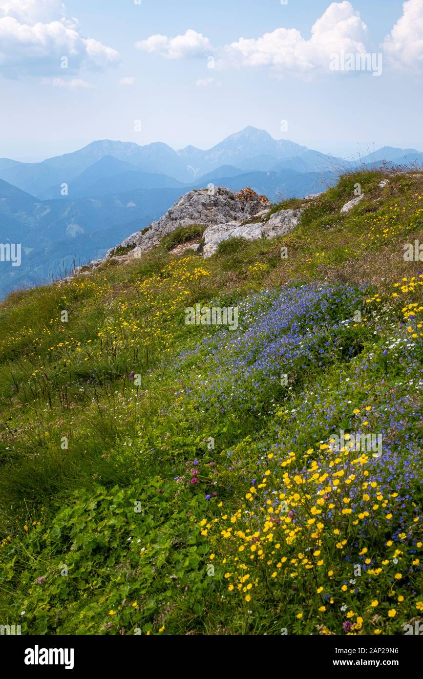Vista dalla montagna Hochobir in Carinzia, Austria con campo di fiori alle Alpi Kamnik-Savinja in Slovenia in una soleggiata giornata estiva Foto Stock