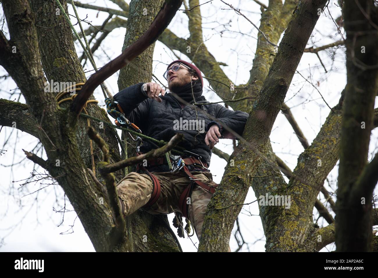 Harefield, UK. Il 20 gennaio, 2020. Un attivista si arrampica su un albero a Harvil Road la tutela della fauna selvatica camp. Estinzione della ribellione, Stop HS2 e salvare il Colne Valley aveva rioccupato il camp di due giorni prima come parte di un continuo tentativo di proteggere antichi boschi minacciato da HS2 collegamento ferroviario ad alta velocità dopo un piccolo gruppo di Stop HS2 attivisti erano stati sfrattati dagli ufficiali giudiziari nel corso delle due settimane precedenti. 108 antichi boschi sono impostati per essere distrutti mediante il collegamento ferroviario ad alta velocità. Credito: Mark Kerrison/Alamy Live News Foto Stock