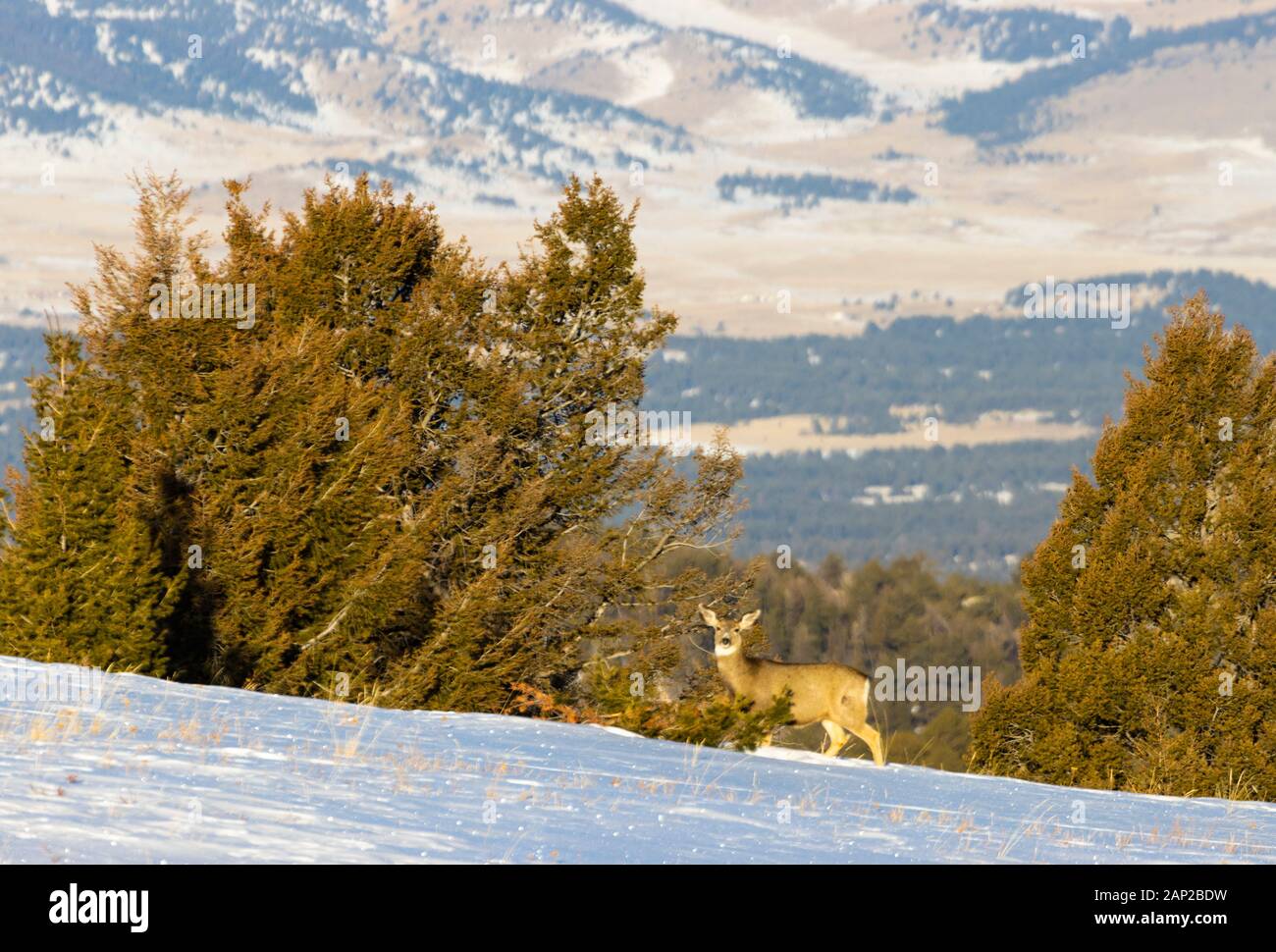 Piccolo allevamento di mulo cervo in alta montagna rocciosa prato presto su una bella mattina di inverno Foto Stock