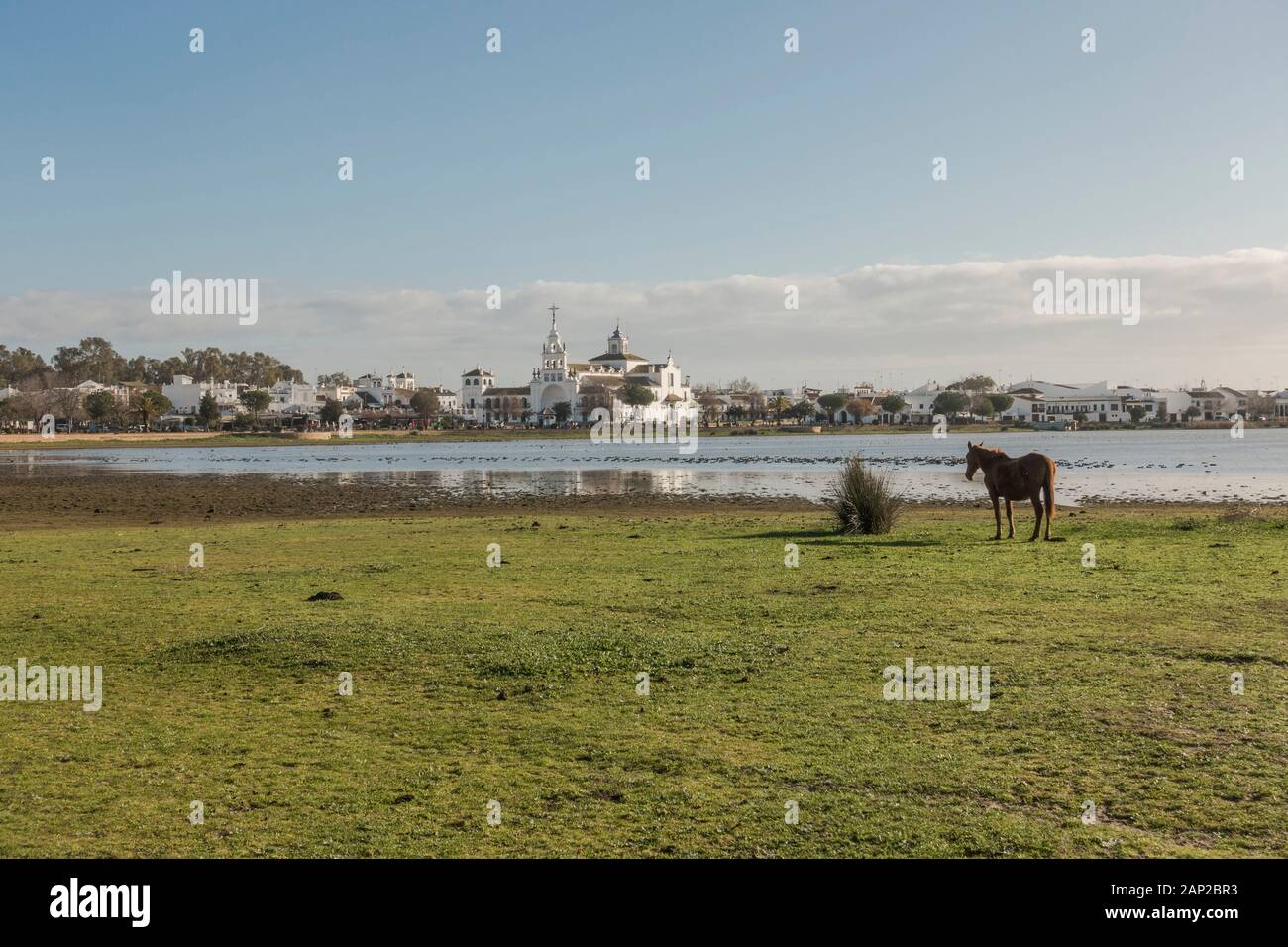 Semi cavalli selvaggi a marismas del parco nazionale di Doñana, El Rocio chiesa in background, Andalusia, Spagna, Europa Foto Stock
