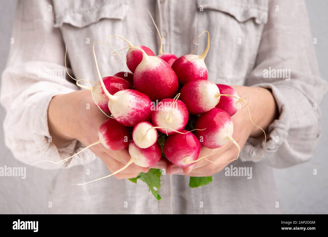 L'agricoltore femmina holding mazzetto di raccolte ravanelli Foto Stock