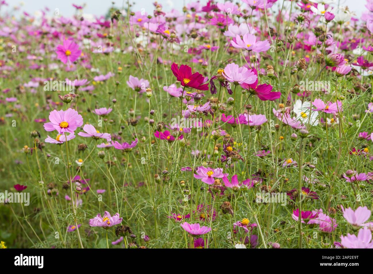 Cosmos O Girasol Morado [ Cosmos Bipinnatus ] CUIDADOS - Foto 12