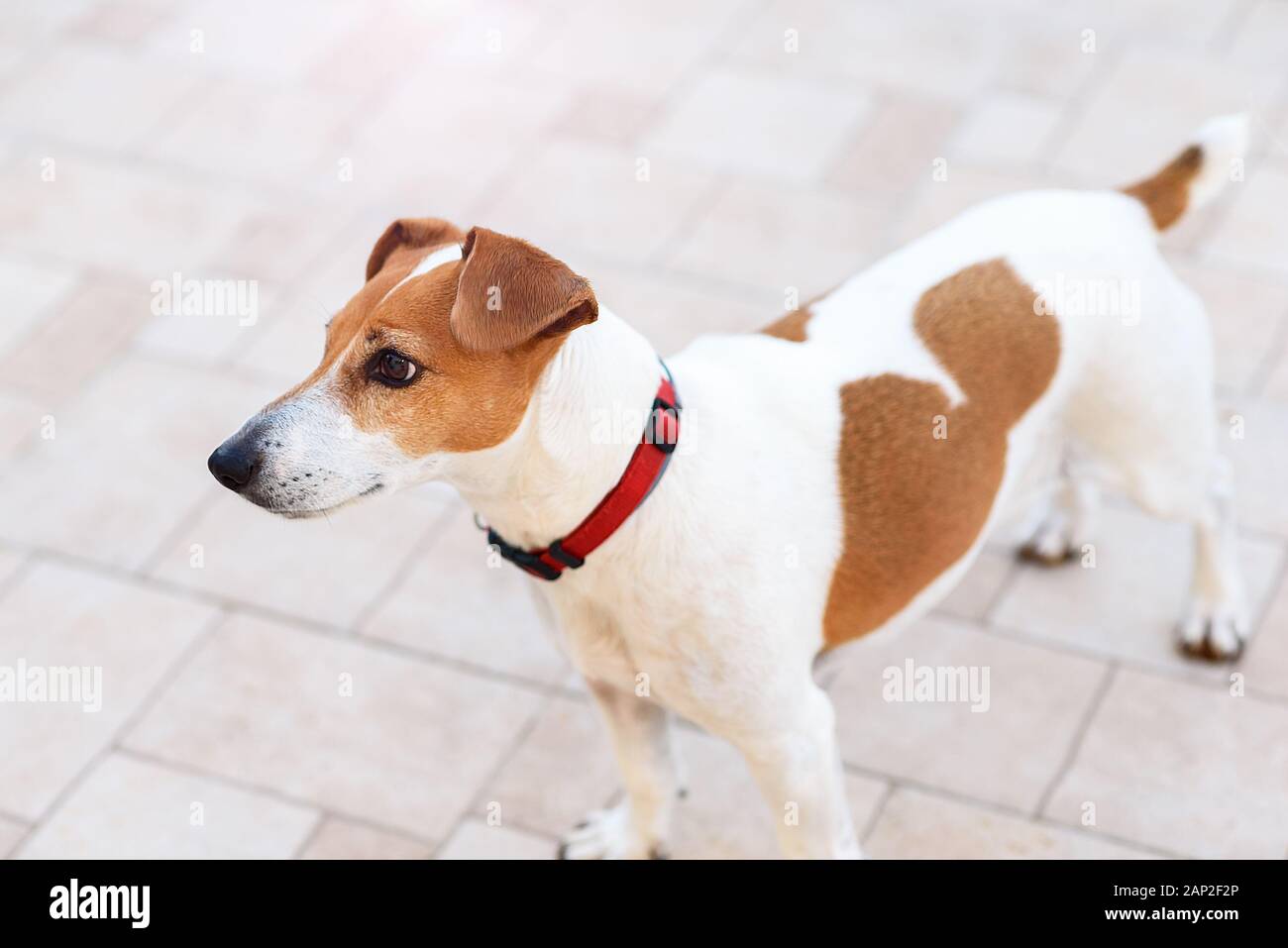Close-up di un giovane di razza Jack Russell Terrier cane cercando lato piedi su uno sfondo bianco. Vista aerea. Foto Stock