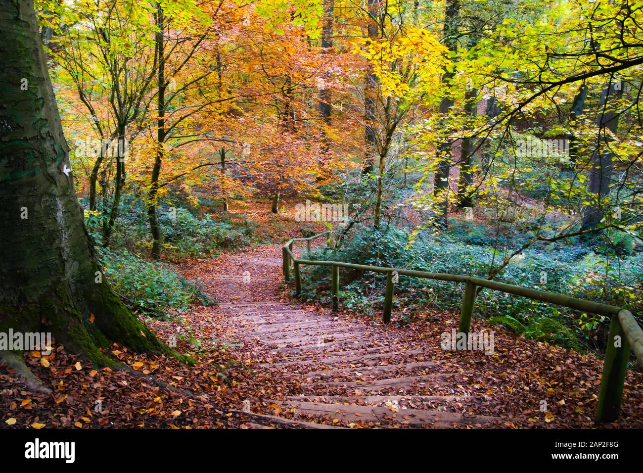 Vista sul sentiero coperto di fogliame in tedesco del bosco di faggio in autunno colori - Viersen (Suechteln), Germania Foto Stock