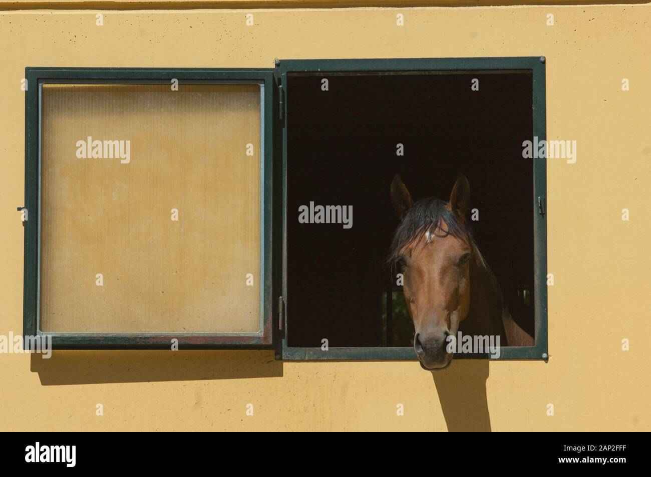 Cavallo stabed alla finestra Foto Stock