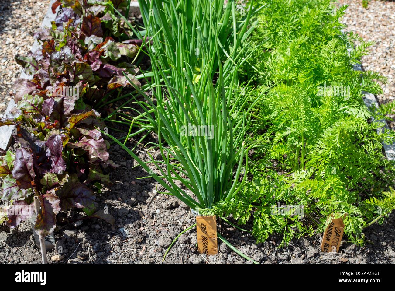 Sano giovane barbabietole, la cipolla e la carota piante che crescono in una casa giardino vegetale, Christchurch, Nuova Zelanda Foto Stock