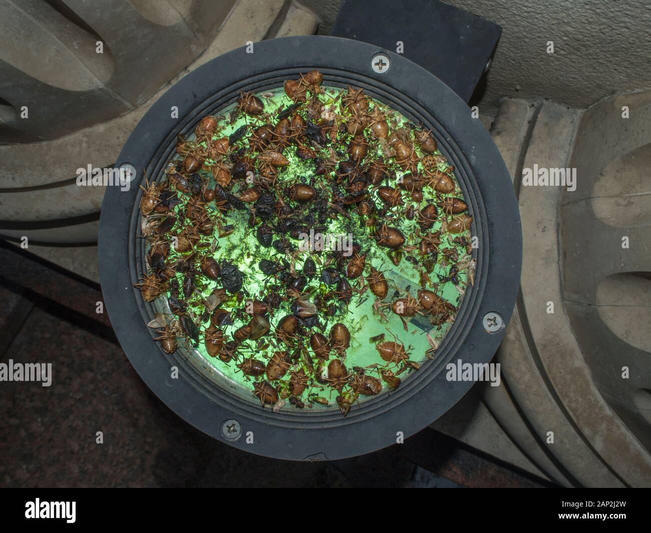 Beetle stinker sulla lampada con retroilluminazione verde Foto Stock